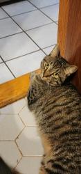 Lost Male Cat last seen Erie Rd between Demilta and the Eastlake Dog park, Eastlake, OH 44095