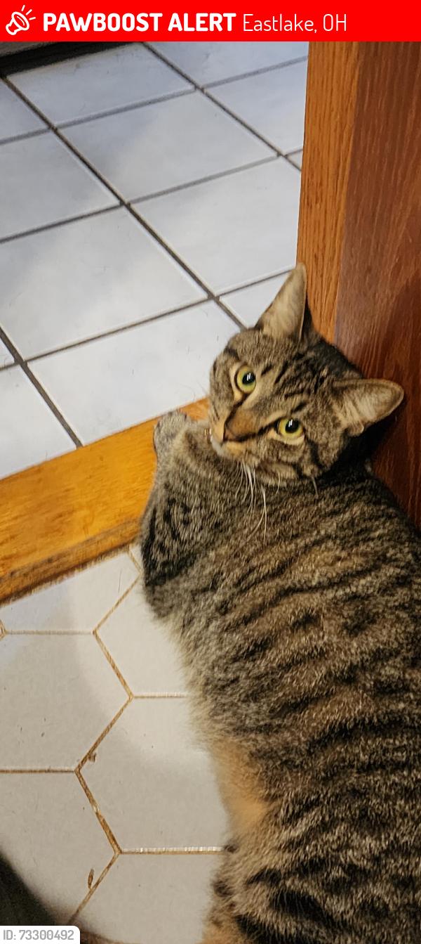 Lost Male Cat last seen Erie Rd between Demilta and the Eastlake Dog park, Eastlake, OH 44095