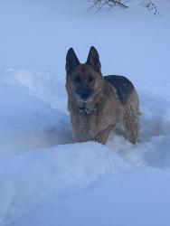 Reunited Female Dog last seen Consort and mcbride, Mississauga, ON 