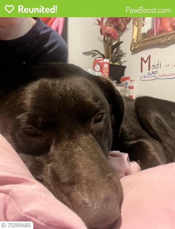 Reunited Male Dog last seen Pleasant hope rd, Silver Creek, GA 30173