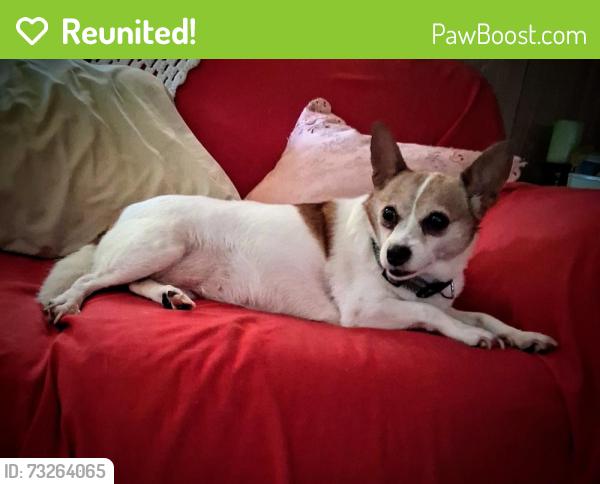 Reunited Female Dog last seen Jordan road, Lyman, SC 29365