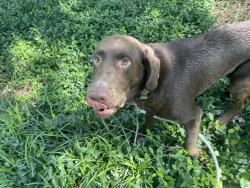 Reunited Male Dog last seen 10 mile and St Rt 132, New Richmond, OH 45157
