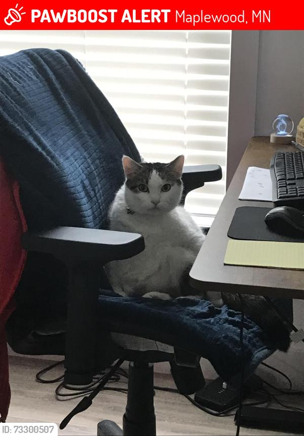 Lost Male Cat last seen Rolling Hills Mobil Home Park, Maplewood, MN 55119