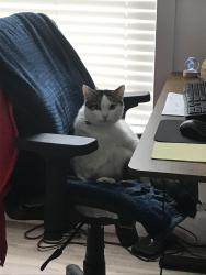 Lost Male Cat last seen Rolling Hills Mobil Home Park, Maplewood, MN 55119