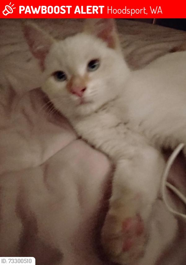 Lost Male Cat last seen Near US-101, Hoodsport, WA 98548