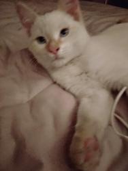 Lost Male Cat last seen Near US-101, Hoodsport, WA 98548