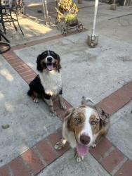 Reunited Female Dog last seen date st, Rialto, CA 92376