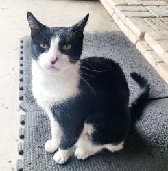 Lost Male Cat last seen Grand Ave and Grandview Ave, Covina, CA 91723, Covina, CA 91723