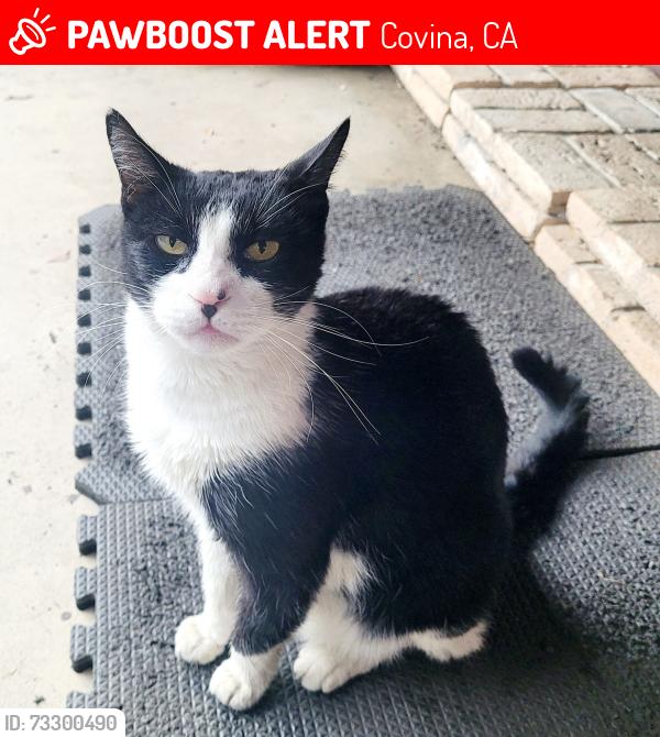 Lost Male Cat last seen Grand Ave and Grandview Ave, Covina, CA 91723, Covina, CA 91723