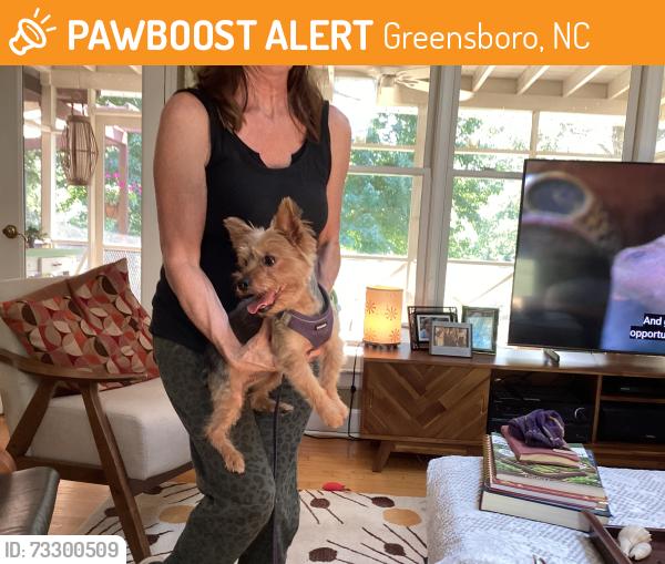 Found/Stray Female Dog last seen Sedgefield lakes, Greensboro, NC 27407