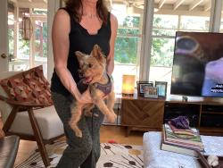 Found/Stray Female Dog last seen Sedgefield lakes, Greensboro, NC 27407