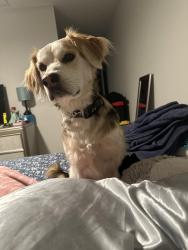 Reunited Male Dog last seen Doorchester North Charleston, North Charleston, SC 29420