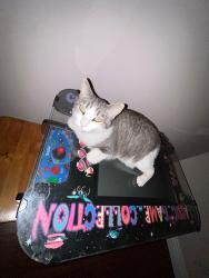Lost Female Cat last seen Vallecito Ave and Winthrop, Westminster, CA 92683