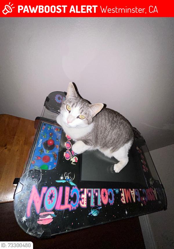 Lost Female Cat last seen Vallecito Ave and Winthrop, Westminster, CA 92683