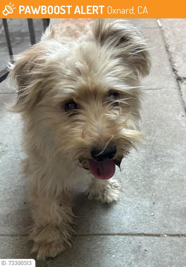 Found/Stray Male Dog last seen Sanford & Beaumont, Oxnard, CA 93033
