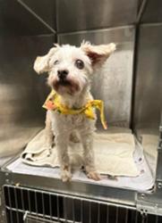 Shelter Stray Female Dog last seen , 14409 Vanowen St, Van Nuys, CA 91405, USA