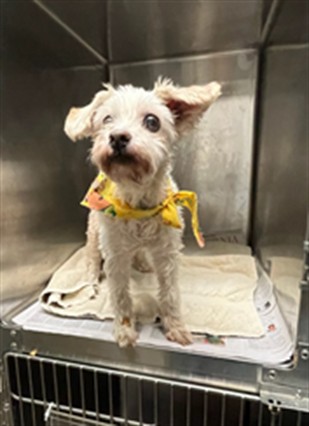 Shelter Stray Female Dog last seen , 14409 Vanowen St, Van Nuys, CA 91405, USA