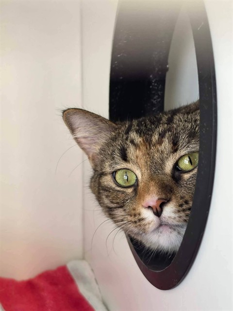 Shelter Stray Female Cat last seen OFALLON, 4850 Mid Rivers Mall Dr, St Peters, MO 63376, USA