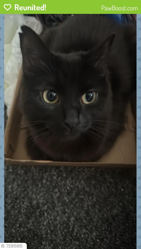 Reunited Female Cat last seen pedro street, Greater London, England E5