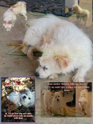 Lost Male Dog last seen apmt lower level on property, Apple Valley, CA 92307
