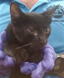 Shelter Stray Male Cat last seen Near BLOCK NW 7 AVE, 3599 NW 79th Ave, Doral, FL 33122, USA