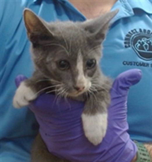 Shelter Stray Male Cat last seen Near BLOCK NW 7 AVE, 3599 NW 79th Ave, Doral, FL 33122, USA
