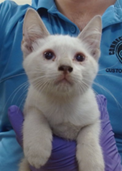 Shelter Stray Male Cat last seen Near BLOCK NW 7 AVE, 3599 NW 79th Ave, Doral, FL 33122, USA