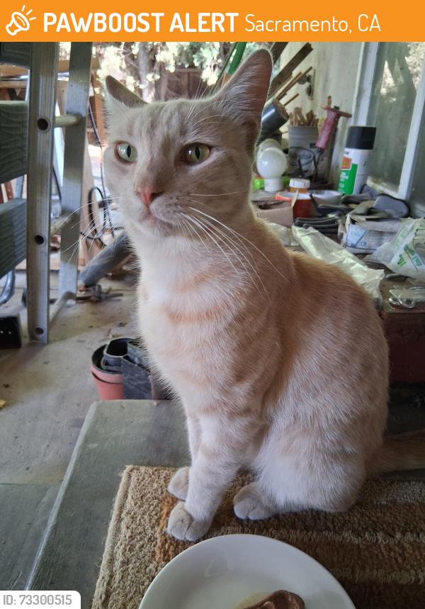 Found/Stray Male Cat last seen Wilshire Circle x 60th ave, Sacramento, CA 95822