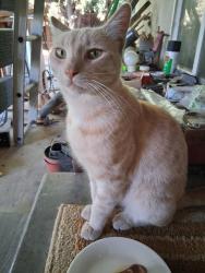 Found/Stray Male Cat last seen Wilshire Circle x 60th ave, Sacramento, CA 95822
