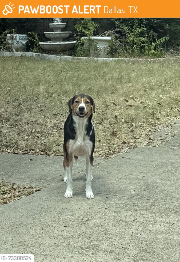 Found/Stray Unknown Dog last seen Sleepy Hollow Ln and Yellowstone Dr, Dallas, TX 75235