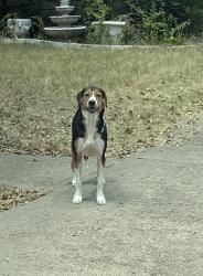 Found/Stray Unknown Dog last seen Sleepy Hollow Ln and Yellowstone Dr, Dallas, TX 75235