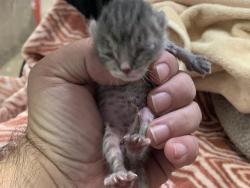 Shelter Stray Female Cat last seen POIRIER WAY & BALFOUR WAY, 2127 Front St, Sacramento, CA 95818, USA