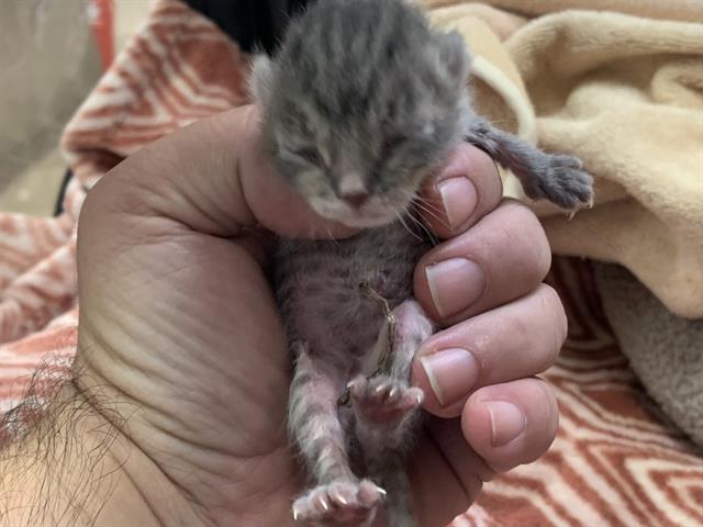 Shelter Stray Female Cat last seen POIRIER WAY & BALFOUR WAY, 2127 Front St, Sacramento, CA 95818, USA