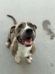 Shelter Stray Male Dog last seen Near BLOCK VINELAND RD, BAKERSFIELD CA 93307, 3951 Fruitvale Ave, Bakersfield, CA 93308, USA