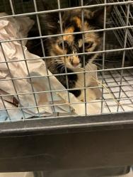 Shelter Stray Female Cat last seen 136TH & 27TH BARR LAKE RV PARK, 12155 Park Blvd, Brighton, CO 80601, USA