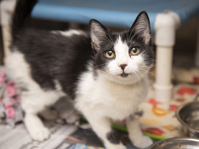Shelter Stray Female Cat last seen , 5501 E Van Buren St, Phoenix, AZ 85008, USA