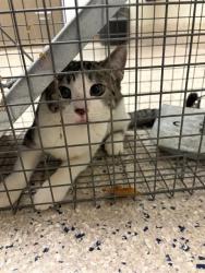 Shelter Stray Unknown Cat last seen Near BLOCK CLAYTON CT, 12155 Park Blvd, Brighton, CO 80601, USA