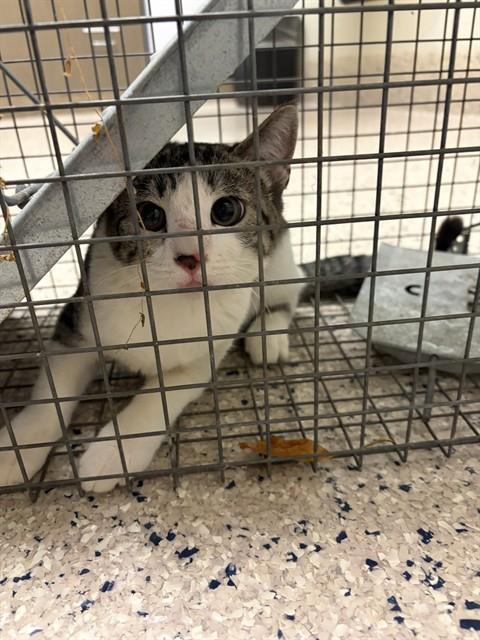 Shelter Stray Unknown Cat last seen Near BLOCK CLAYTON CT, 12155 Park Blvd, Brighton, CO 80601, USA