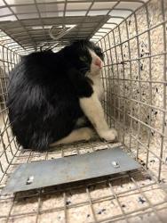 Shelter Stray Unknown Cat last seen Near BLOCK CLAYTON CT, 12155 Park Blvd, Brighton, CO 80601, USA