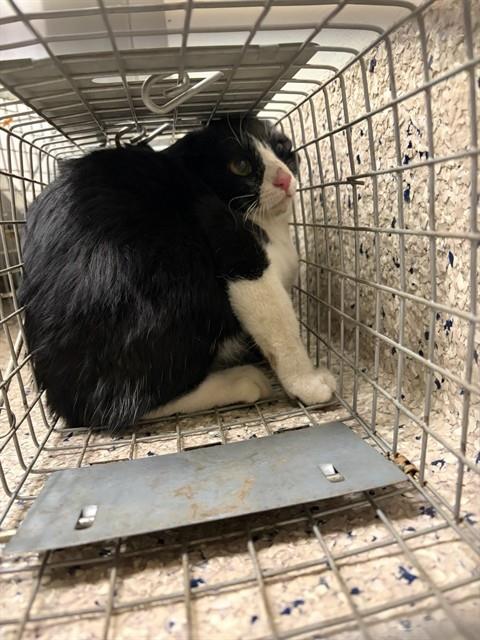 Shelter Stray Unknown Cat last seen Near BLOCK CLAYTON CT, 12155 Park Blvd, Brighton, CO 80601, USA