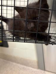 Shelter Stray Female Cat last seen Near BLOCK MAIDEN WAY, 12155 Park Blvd, Brighton, CO 80601, USA