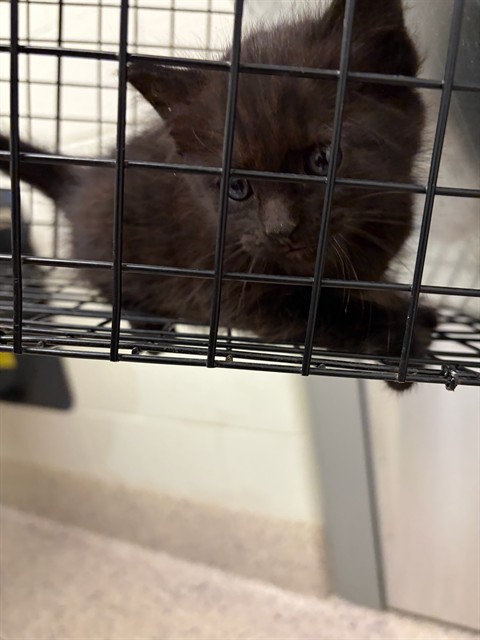 Shelter Stray Female Cat last seen Near BLOCK MAIDEN WAY, 12155 Park Blvd, Brighton, CO 80601, USA
