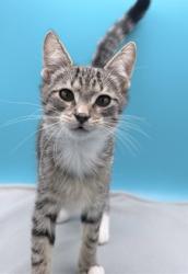Shelter Stray Female Cat last seen ST CLAIR ABRAMS AVE, TAVARES, 12280 County Rd 448, Tavares, FL 32778, USA
