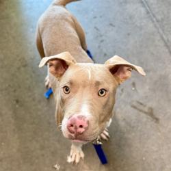 Shelter Stray Male Dog last seen ESTES RD AND E ORANGE AVE, EUSTIS FL 32736, 12280 County Rd 448, Tavares, FL 32778, USA
