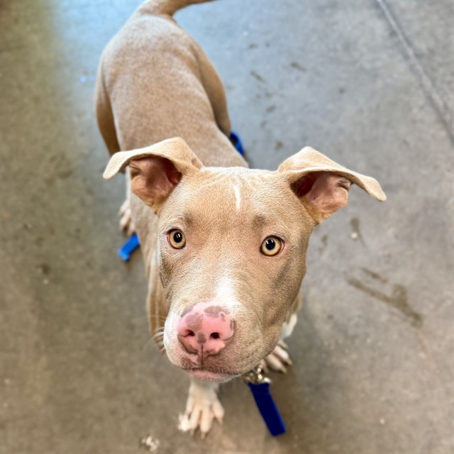 Shelter Stray Male Dog last seen ESTES RD AND E ORANGE AVE, EUSTIS FL 32736, 12280 County Rd 448, Tavares, FL 32778, USA