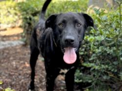 Shelter Stray Male Dog last seen , 957 N Gaffey St, San Pedro, CA 90731, USA
