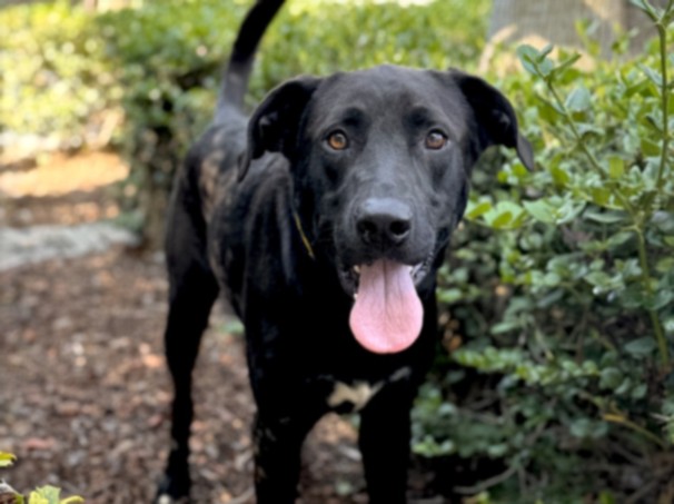 Shelter Stray Male Dog last seen , 957 N Gaffey St, San Pedro, CA 90731, USA