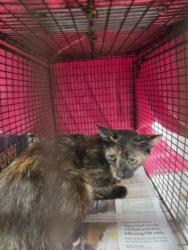 Shelter Stray Female Cat last seen , 957 N Gaffey St, San Pedro, CA 90731, USA