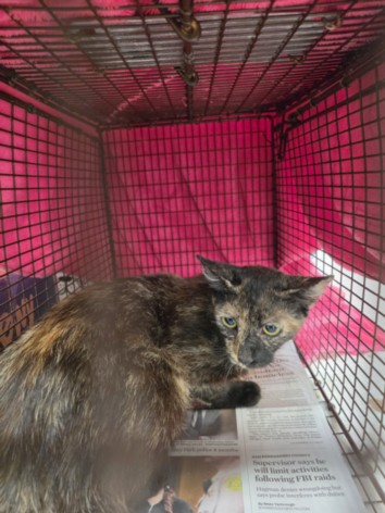 Shelter Stray Female Cat last seen , 957 N Gaffey St, San Pedro, CA 90731, USA