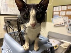 Shelter Stray Male Cat last seen BETHEL HICKORY GROVE CHURCH, 1601 Eubanks Rd, Chapel Hill, NC 27516, USA